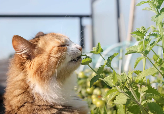 Herbe à chat : pourquoi les chats en raffolent ?