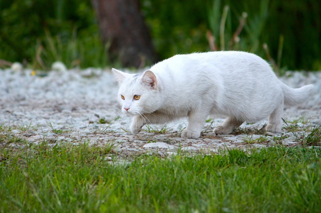 Les jouets indispensables pour stimuler l'instinct de chasse de votre chat