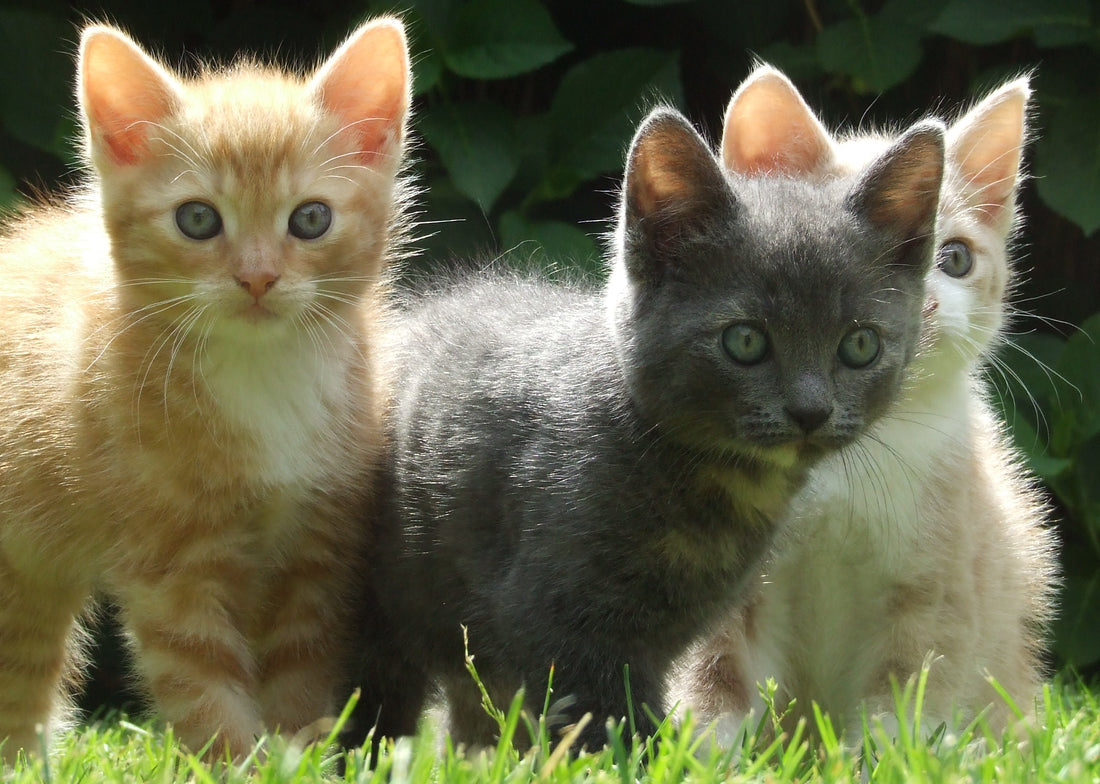 Les meilleures races de chats pour vivre en appartement : choisir le compagnon idéal pour la vie en intérieur