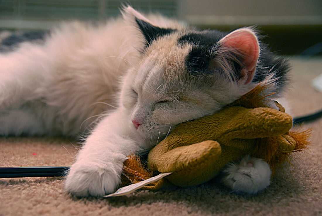 Pourquoi les ronronnements de chat sont bons pour la santé : bienfaits pour les humains