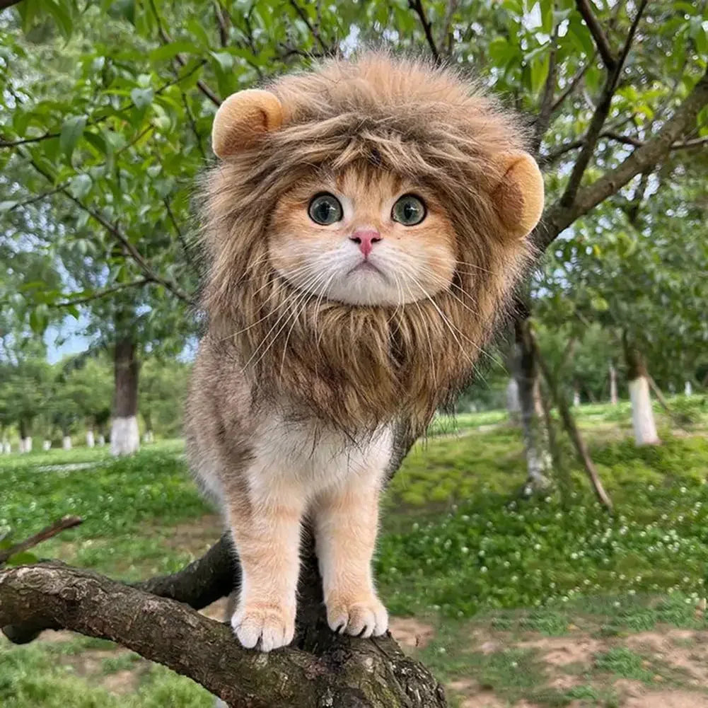 Crinière de lion pour chat